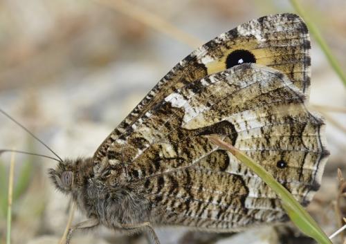 Réf. 239 129 : Hipparchia semele
